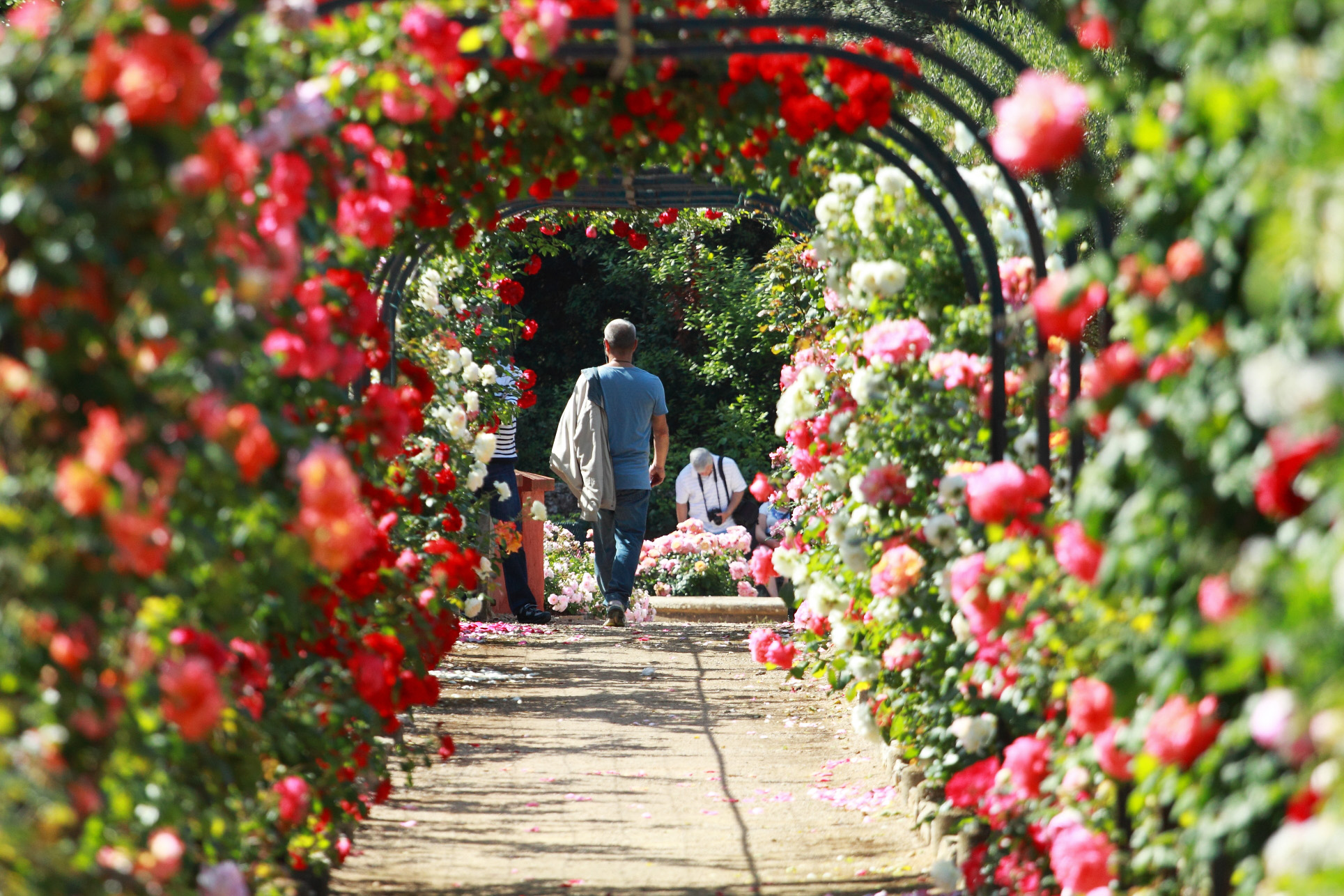 villa-eilenroc-cap-d'antibes-rose-gardens-open-day