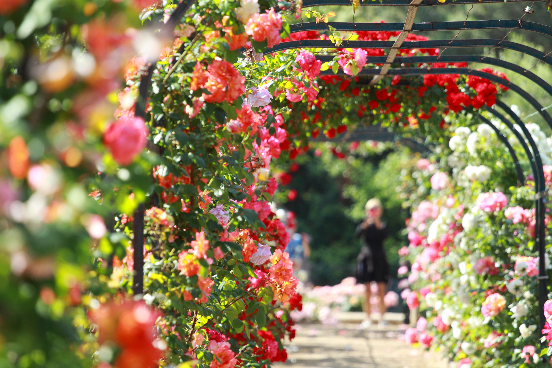 villa-eilenroc-cap-d'antibes-rose-gardens-open-day