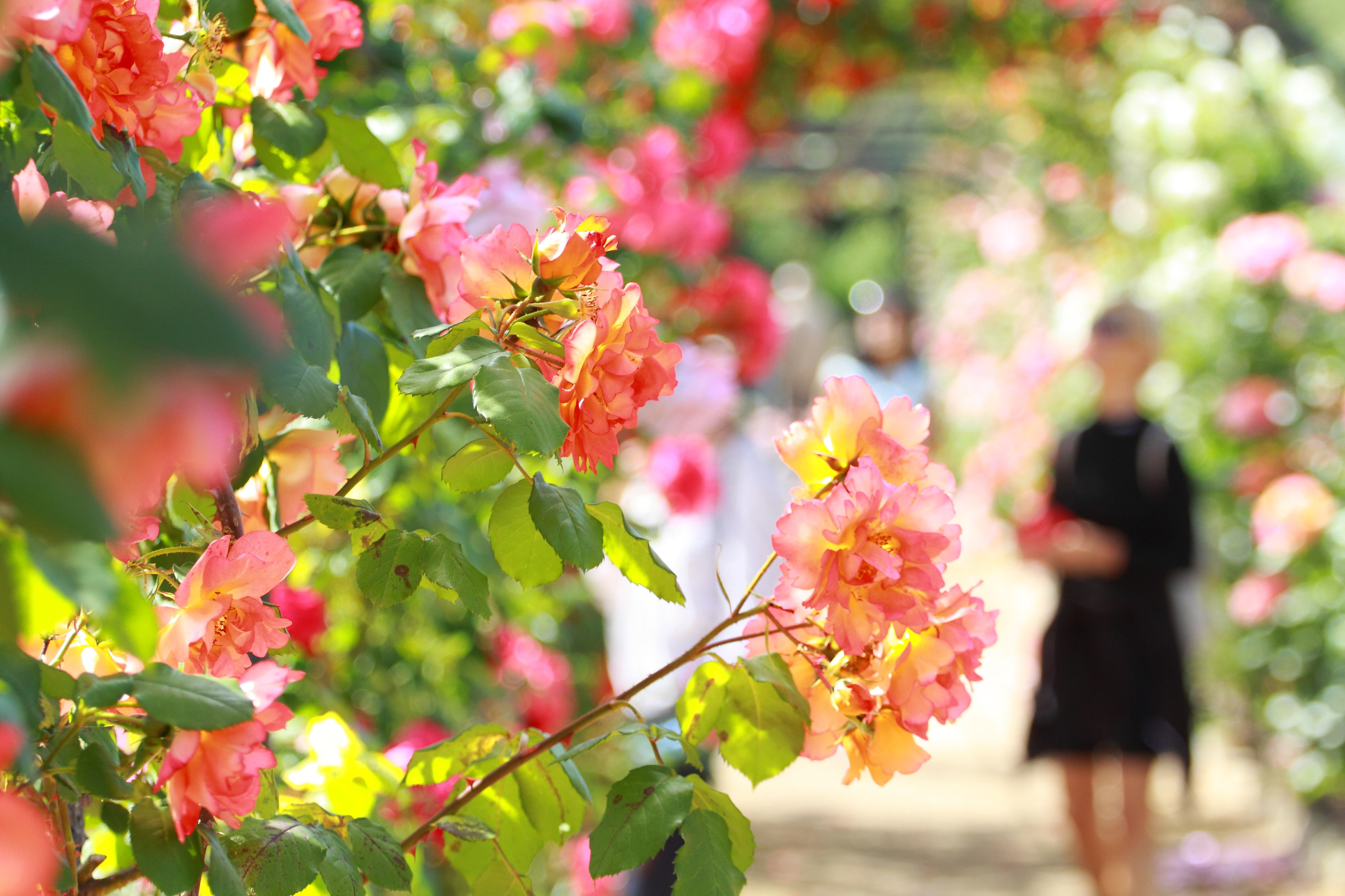 villa-eilenroc-cap-d'antibes-rose-gardens-open-day