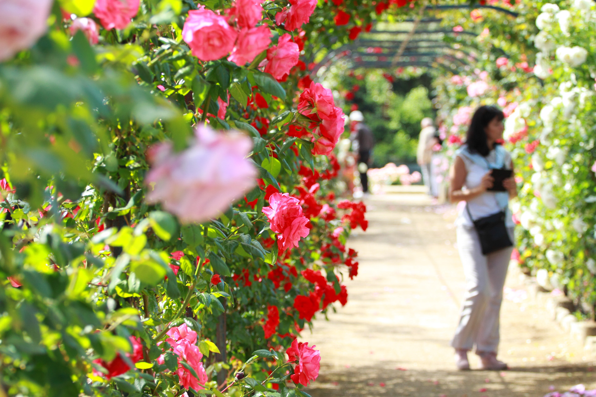 villa-eilenroc-cap-d'antibes-rose-gardens-open-day