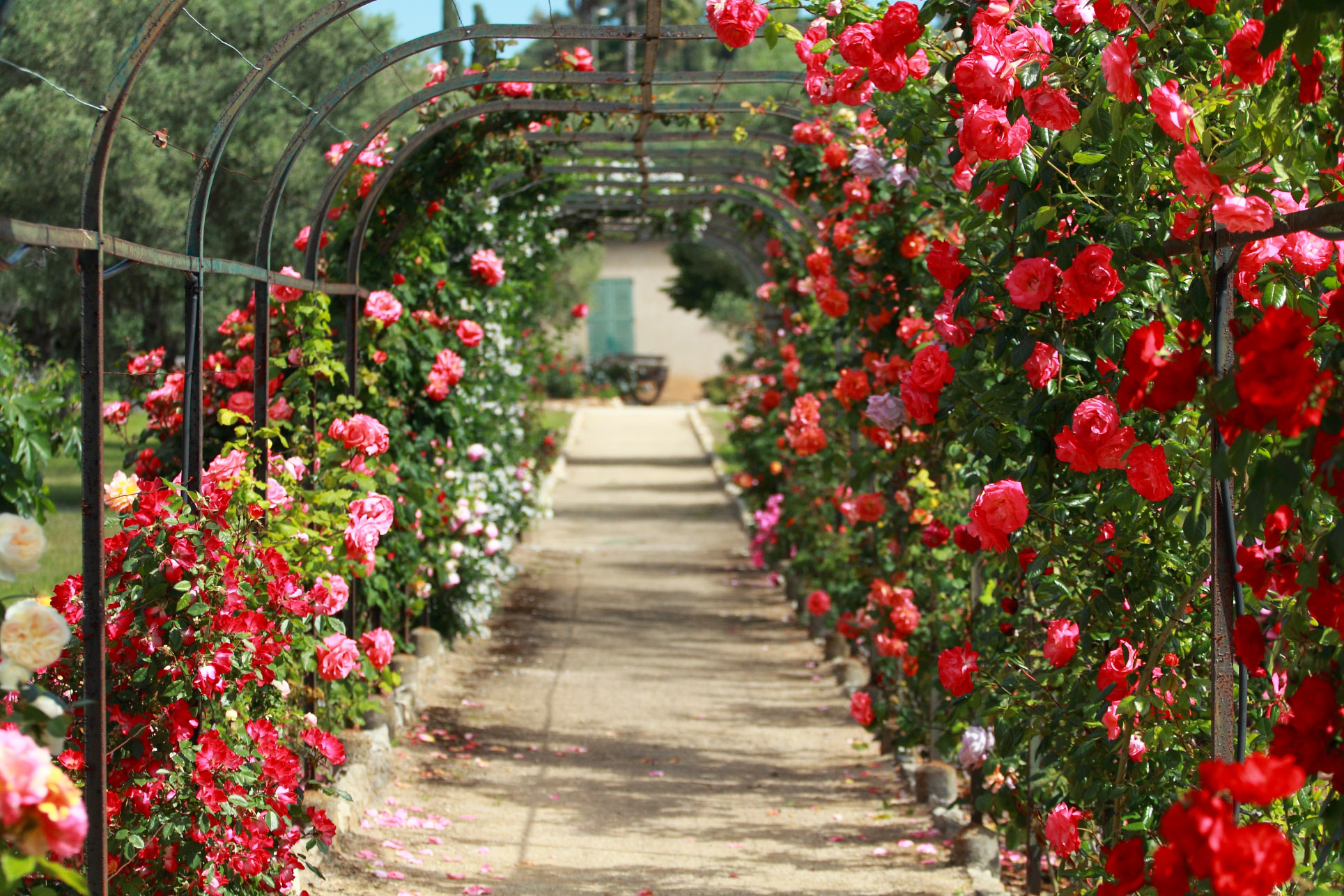 villa-eilenroc-cap-d'antibes-rose-gardens-open-day