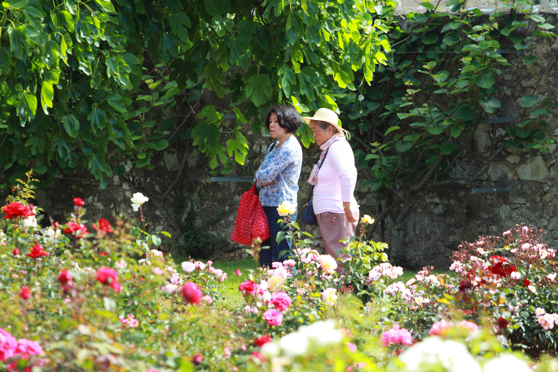 villa-eilenroc-cap-d'antibes-rose-gardens-open-day