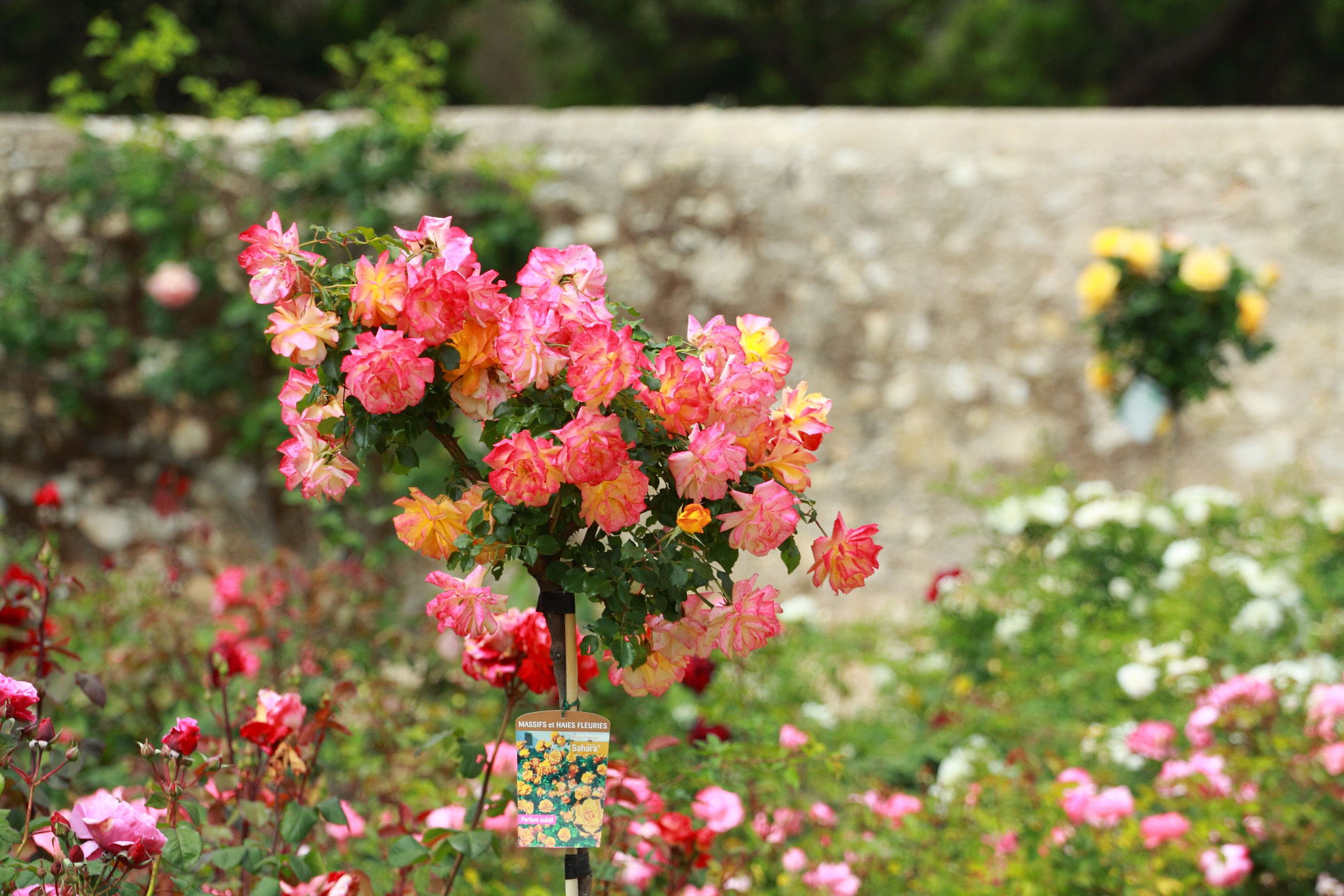 villa-eilenroc-cap-d'antibes-rose-gardens-open-day