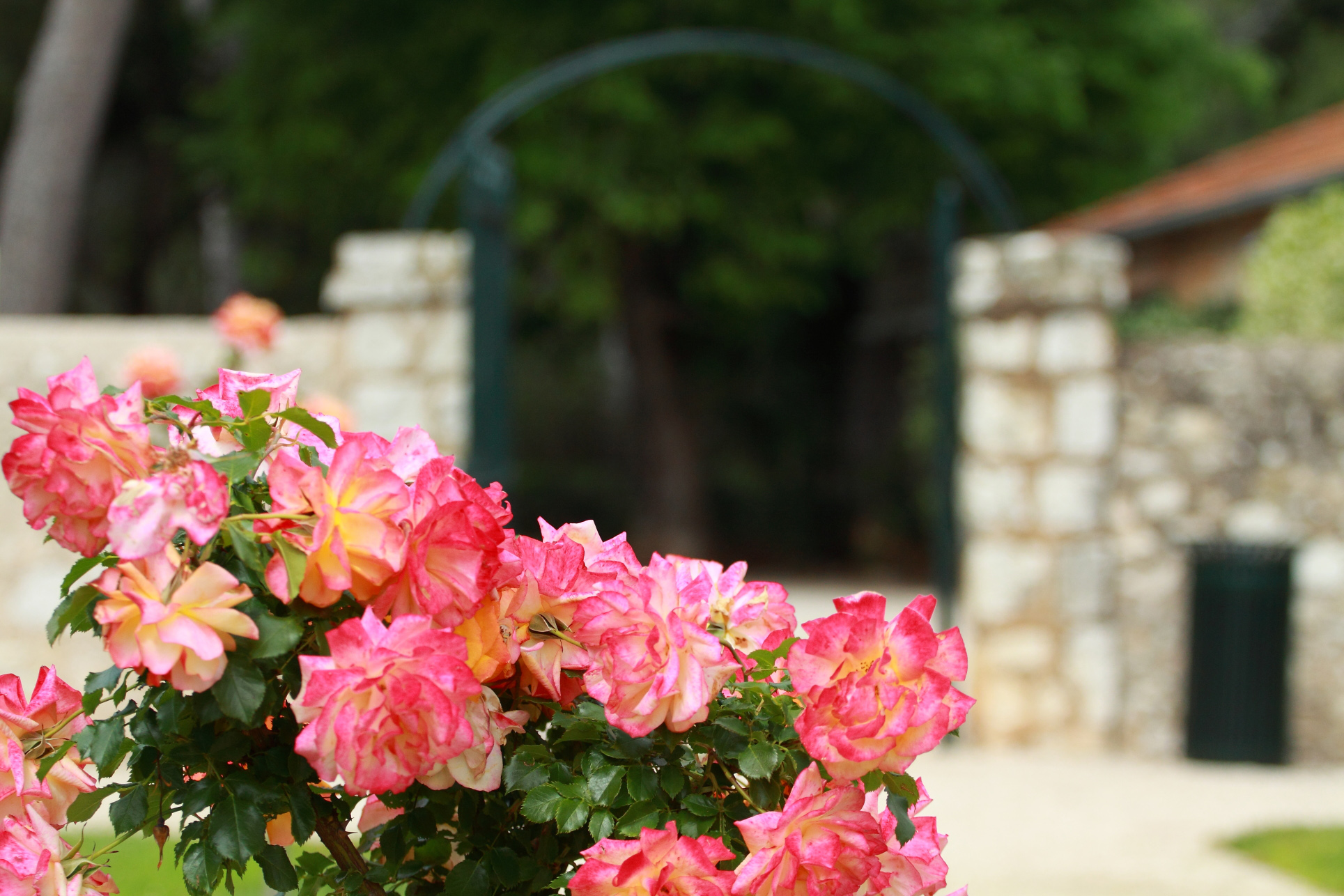 villa-eilenroc-cap-d'antibes-rose-gardens-open-day