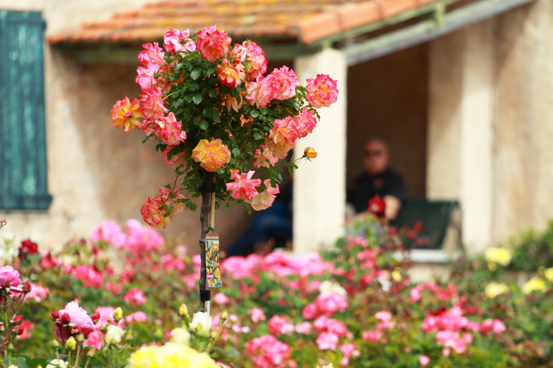 villa-eilenroc-cap-d'antibes-rose-gardens-open-day