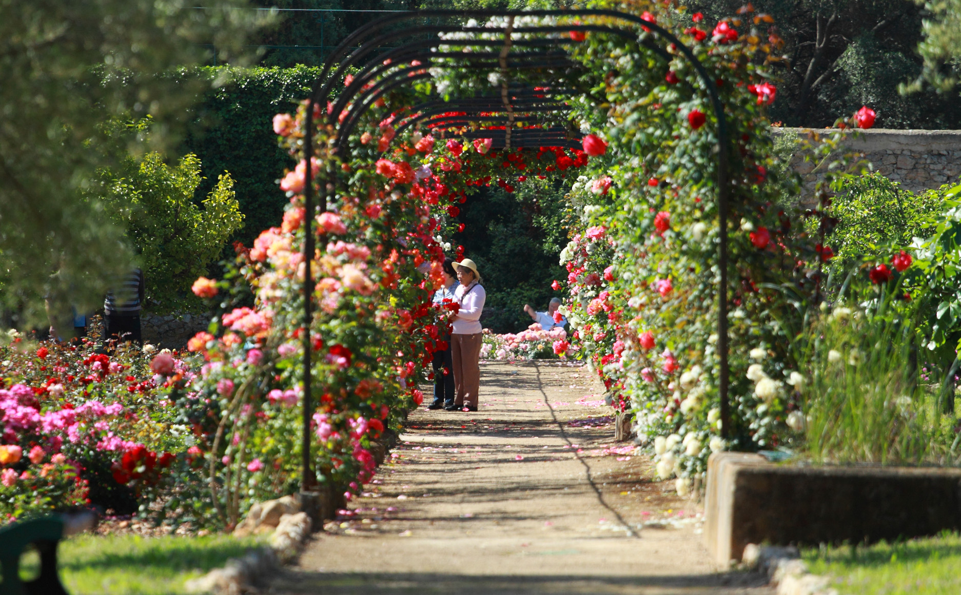 villa-eilenroc-cap-d'antibes-rose-gardens-open-day