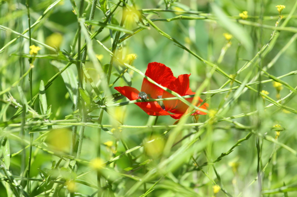 walk-to-the-lighthouse-poppy