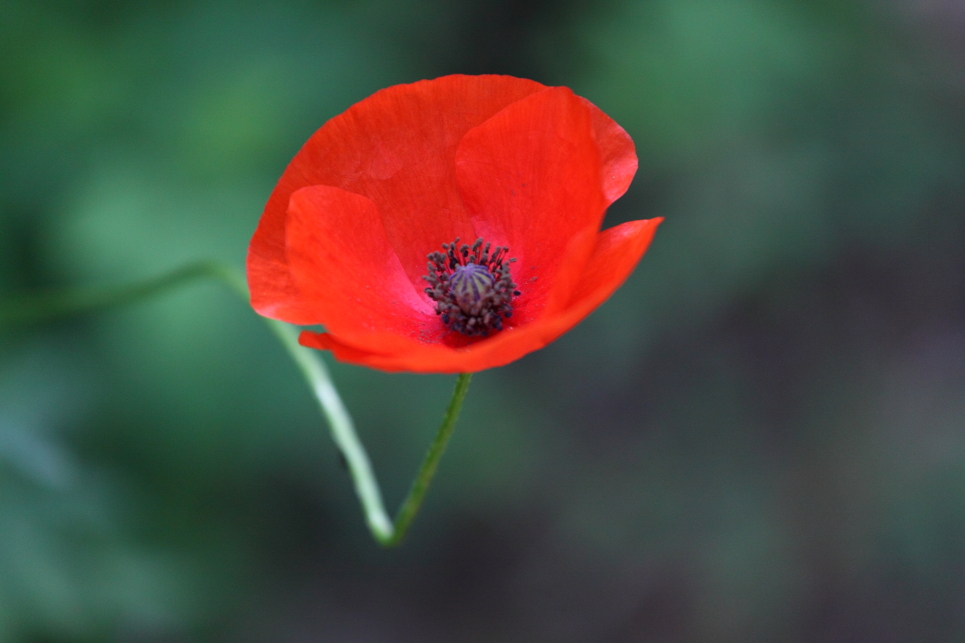 walk-to-the-lighthouse-poppy