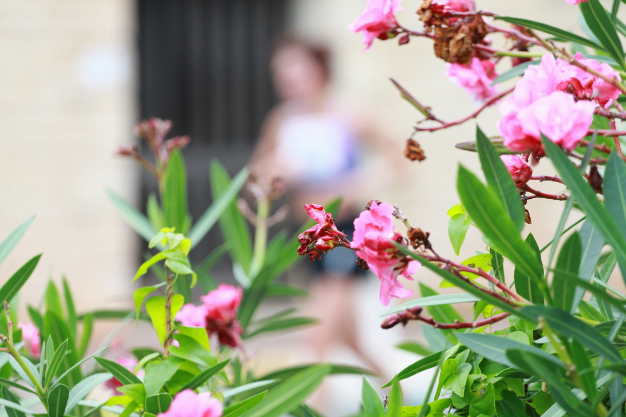 Courir pour une fleur