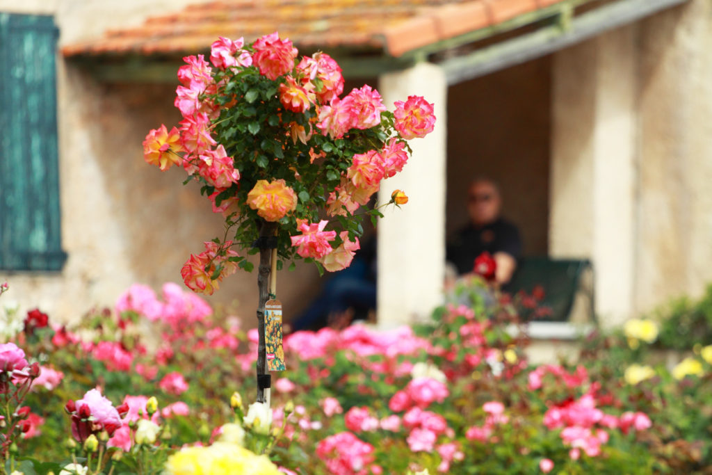 villa-eileroc-cap-d'antibes-rose-gardens-open-day