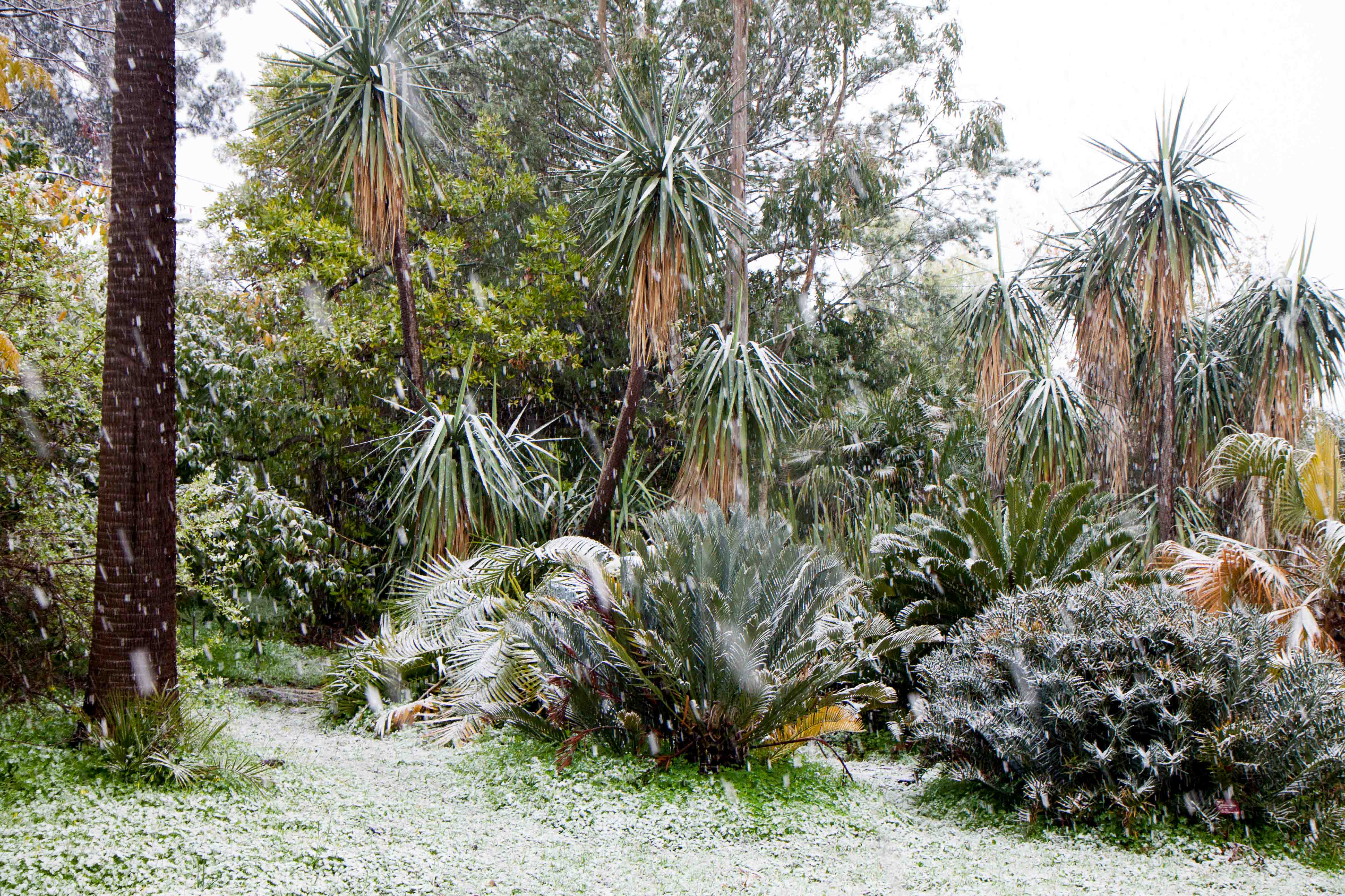 snow-in-Cap-d'Antibes