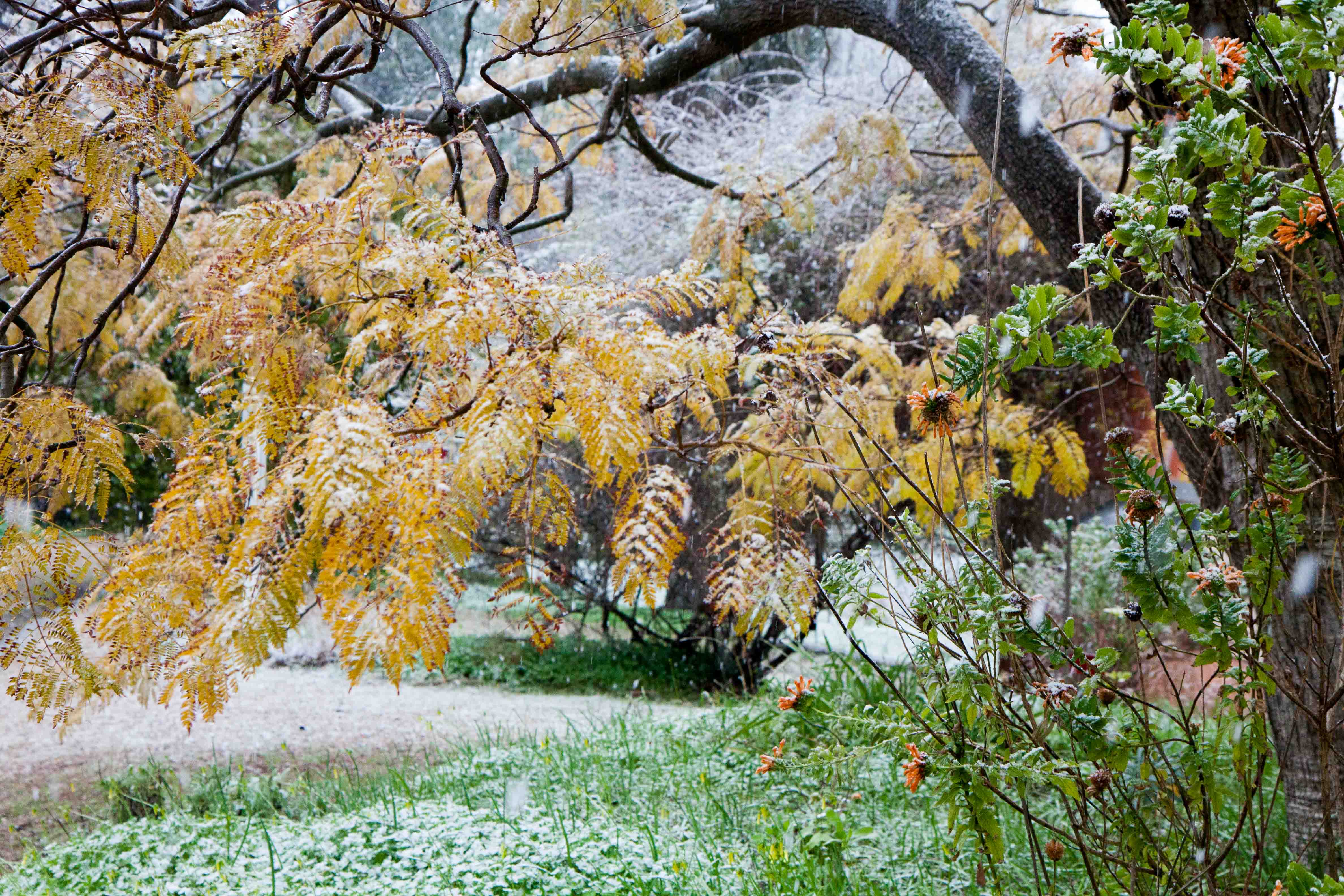 snow-in-Cap-d'Antibes