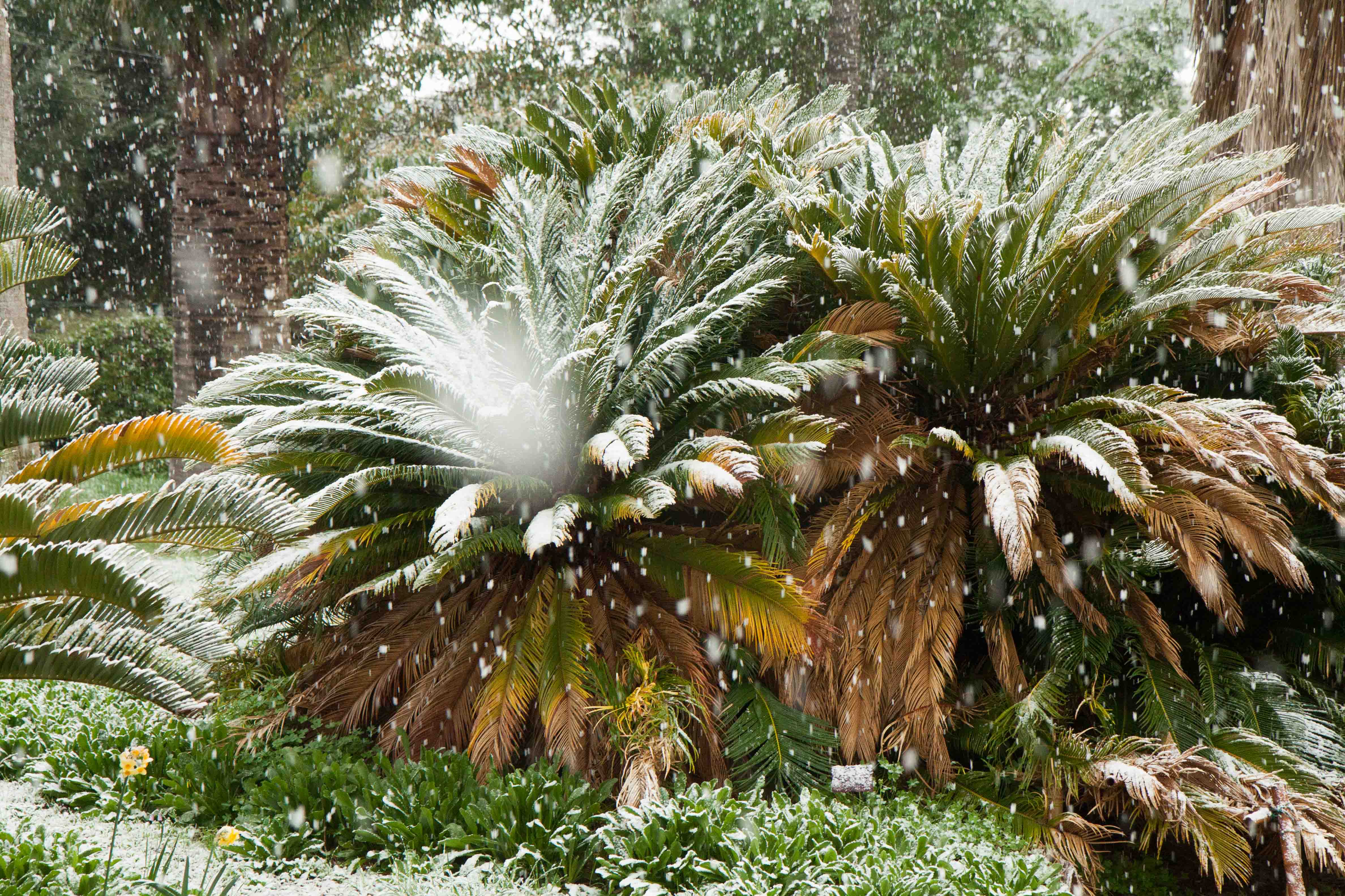 snow-in-Cap-d'Antibes