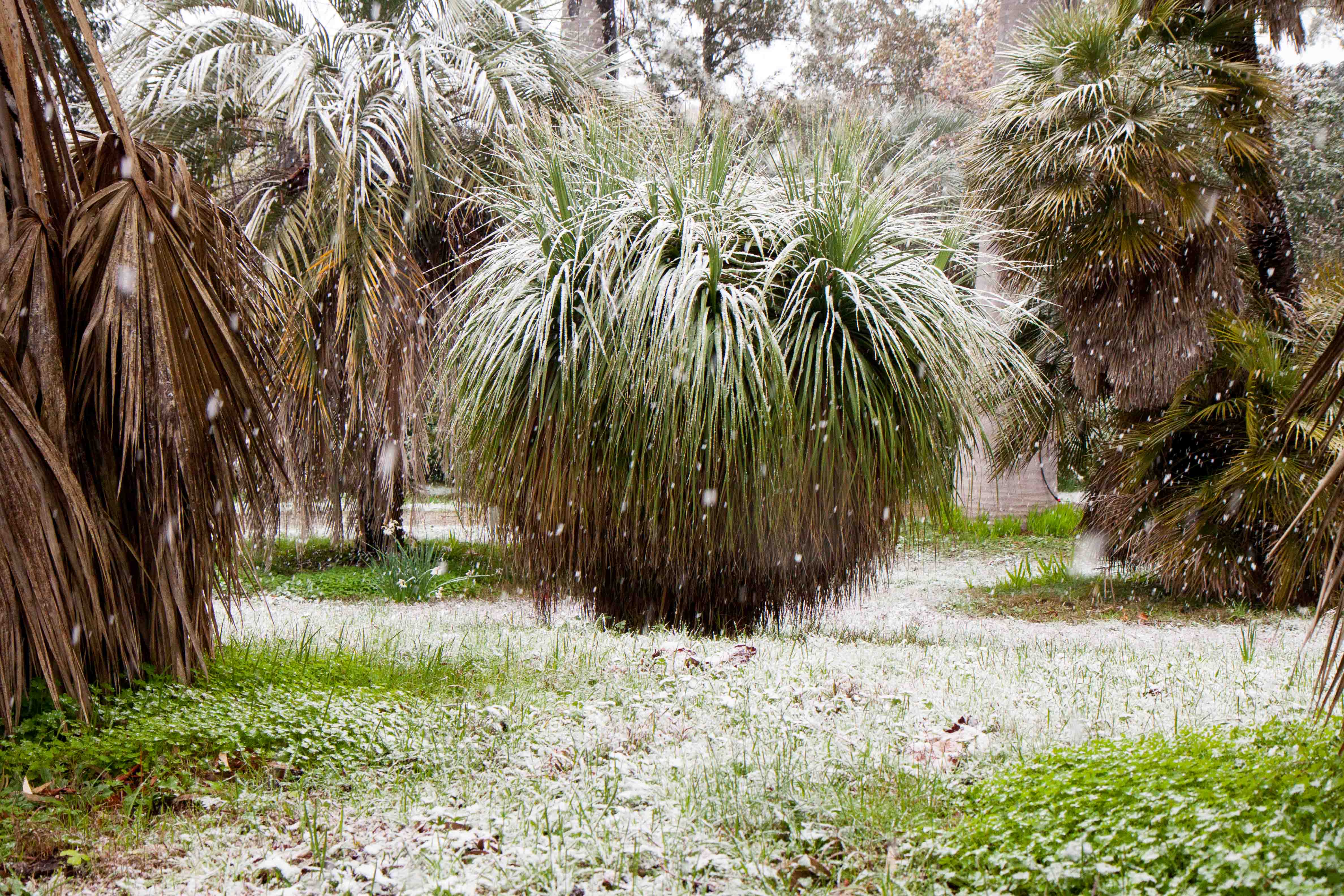 snow-in-Cap-d'Antibes