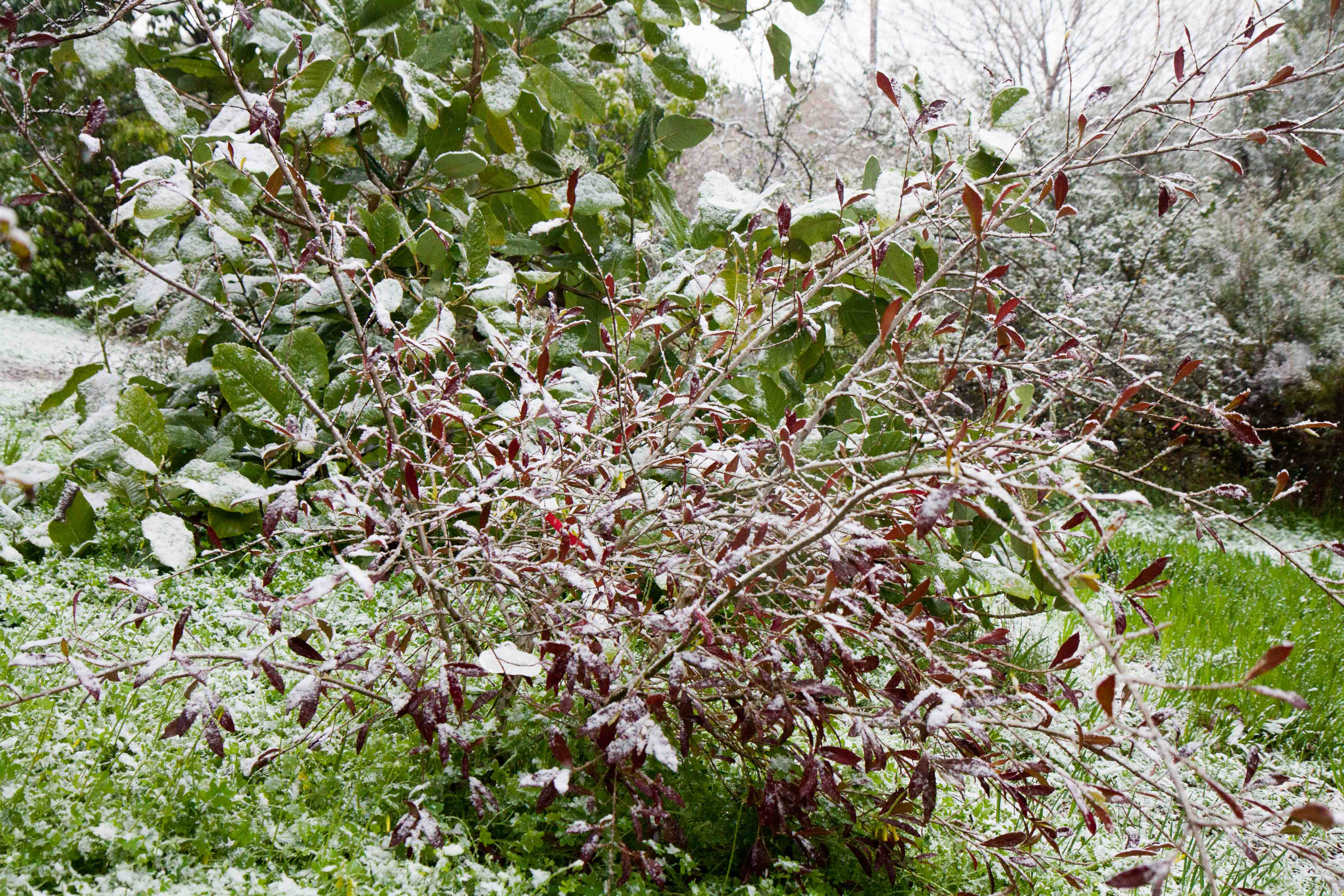 snow-in-Cap-d'Antibes