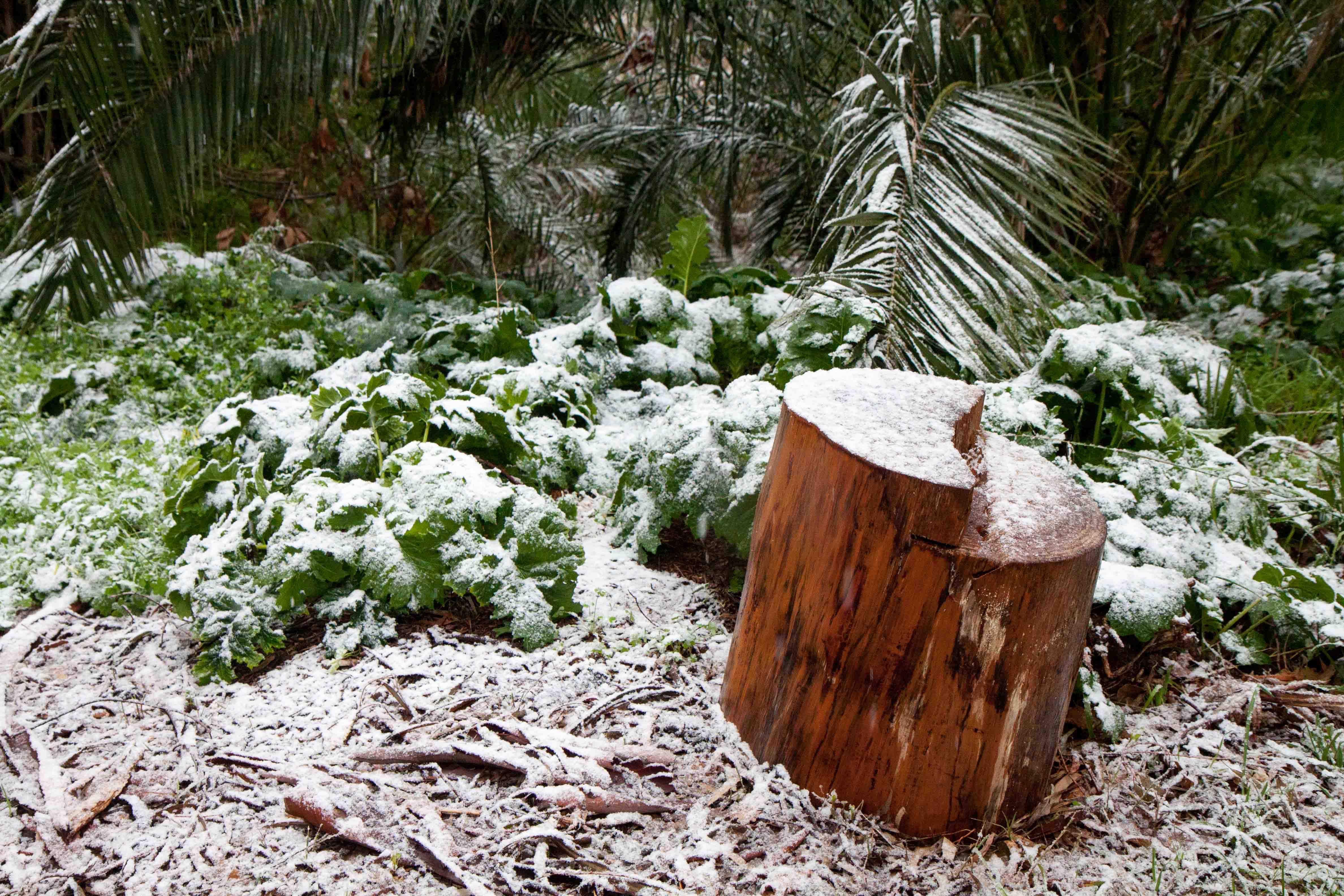 snow-in-Cap-d'Antibes