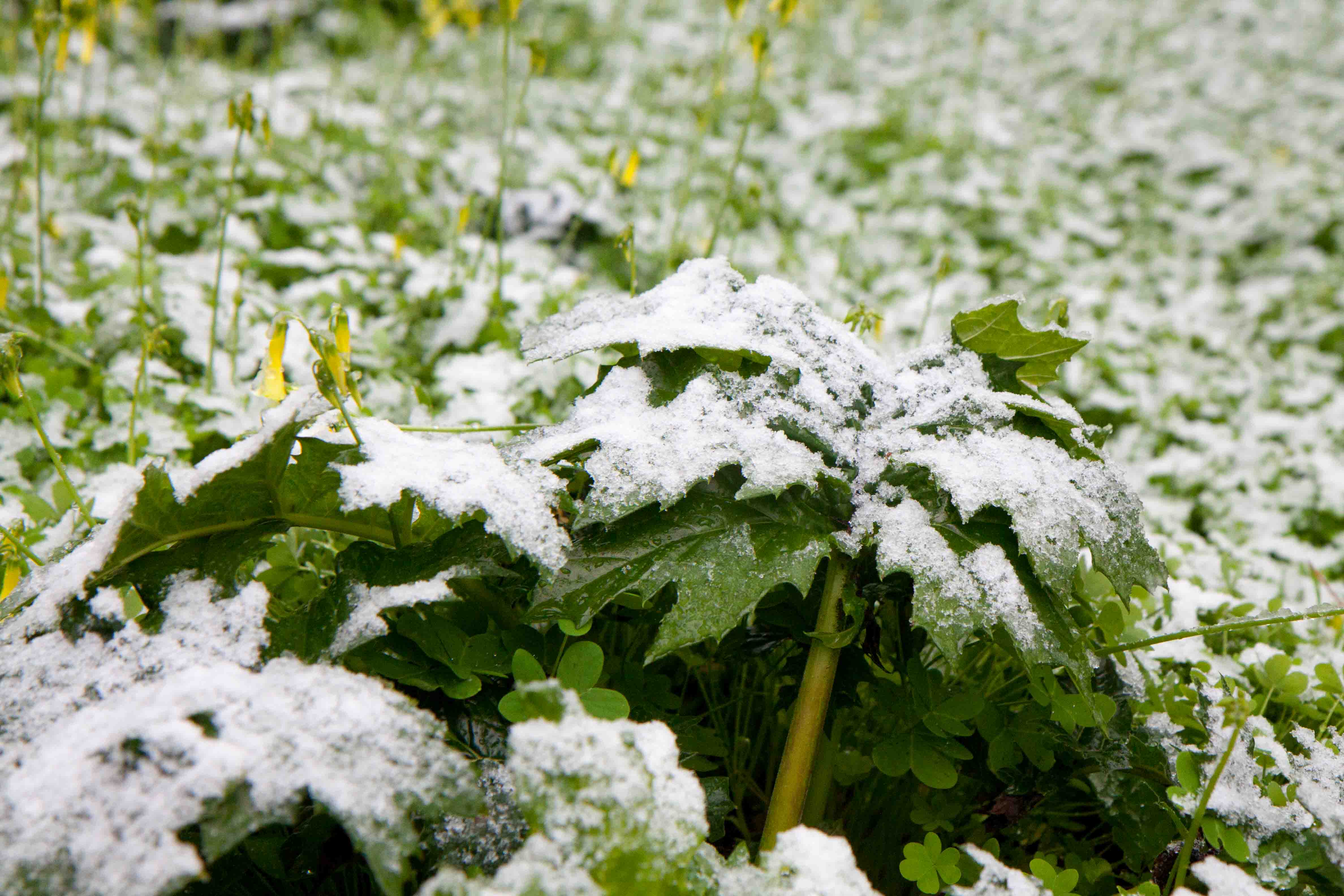 snow-in-Cap-d'Antibes