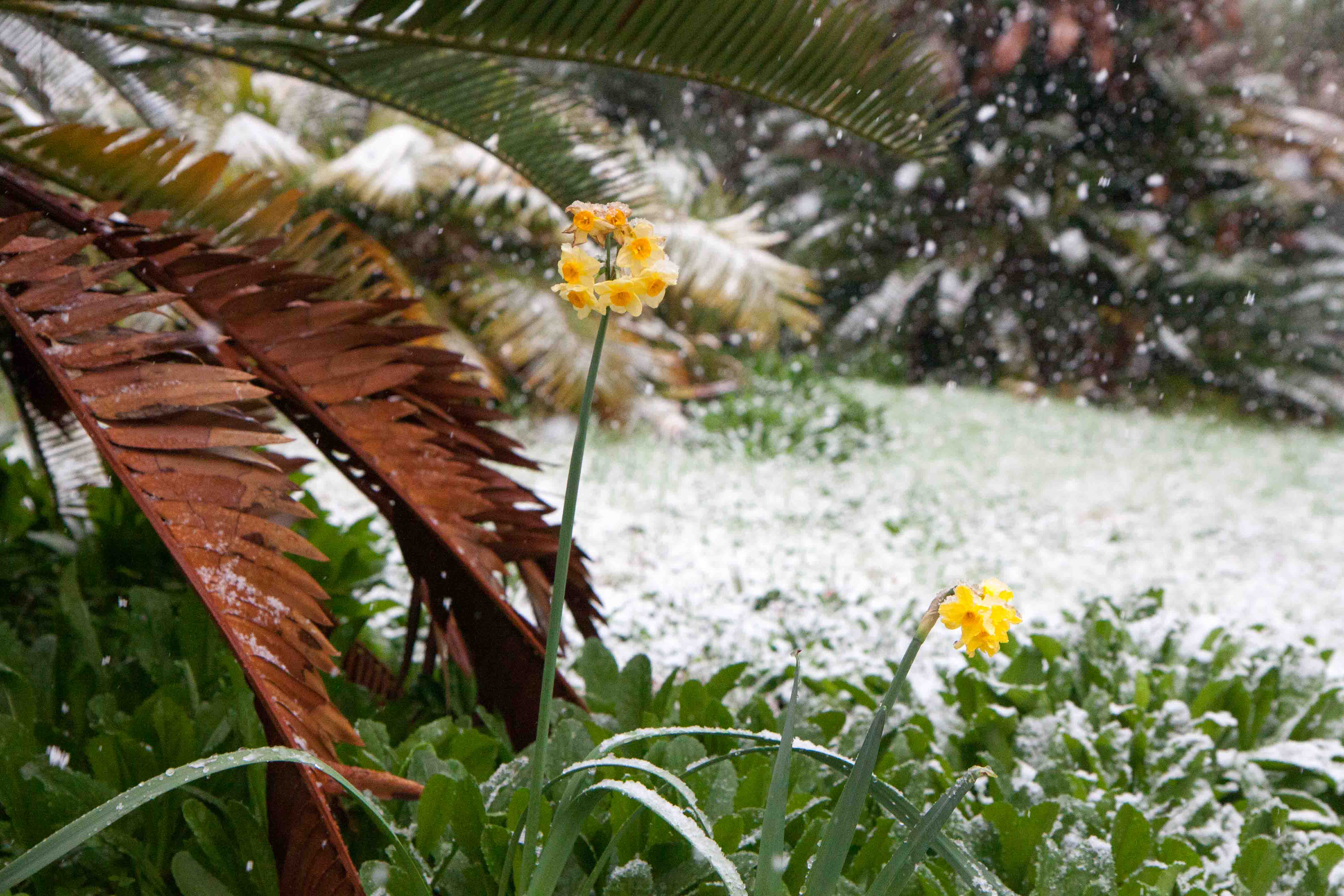 snow-in-Cap-d'Antibes