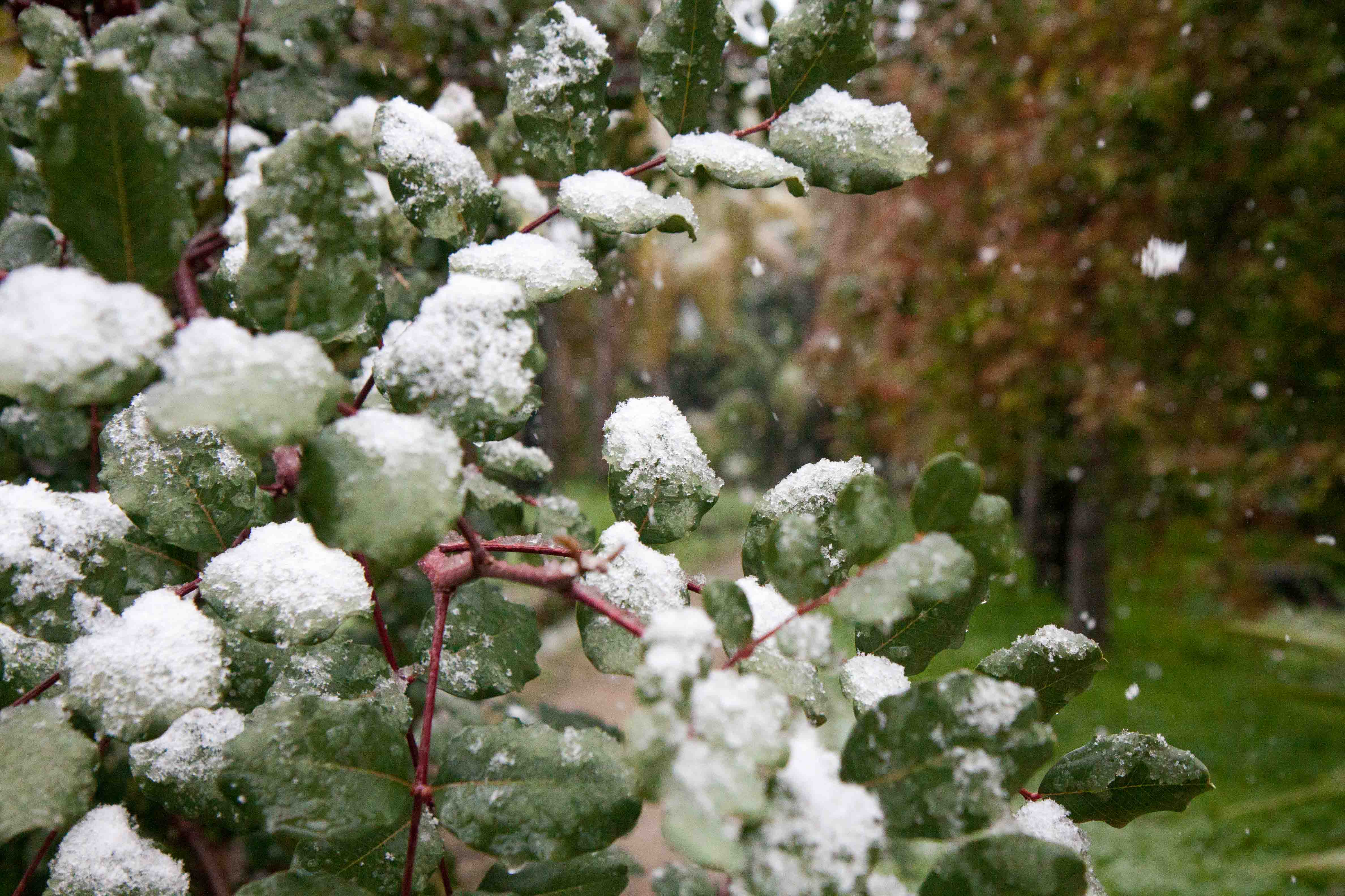 snow-in-Cap-d'Antibes