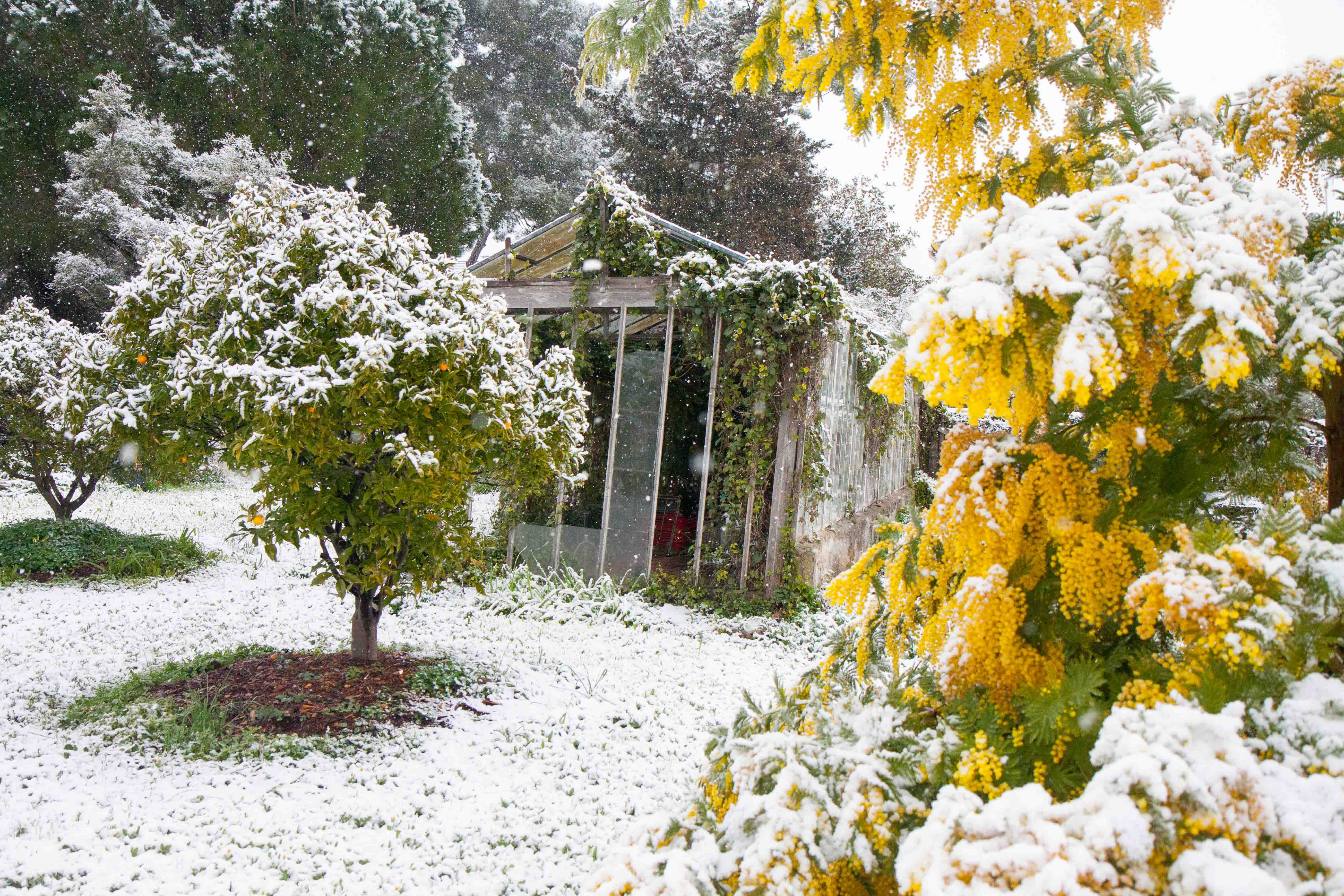 snow-in-Cap-d'Antibes