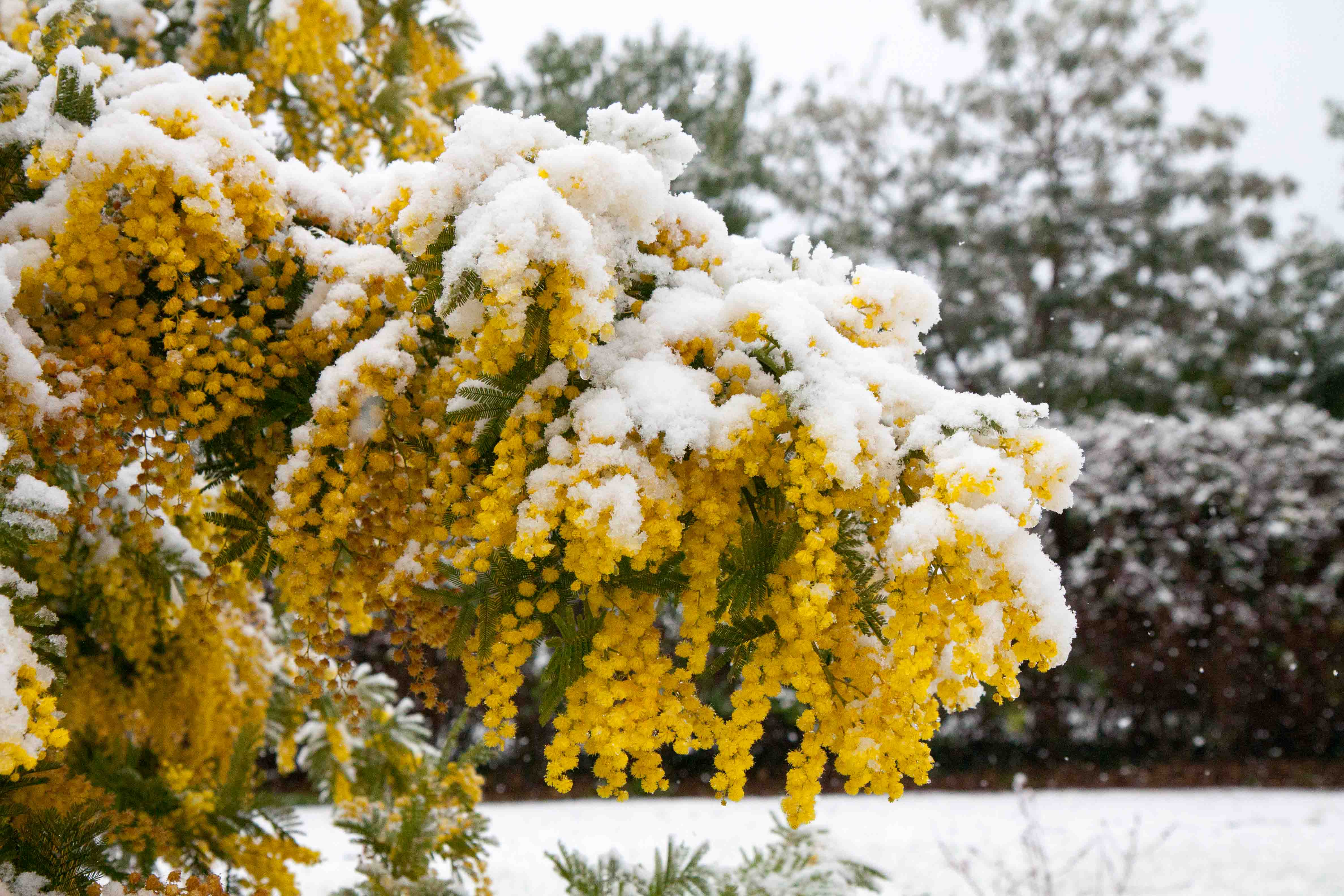 snow-in-Cap-d'Antibes