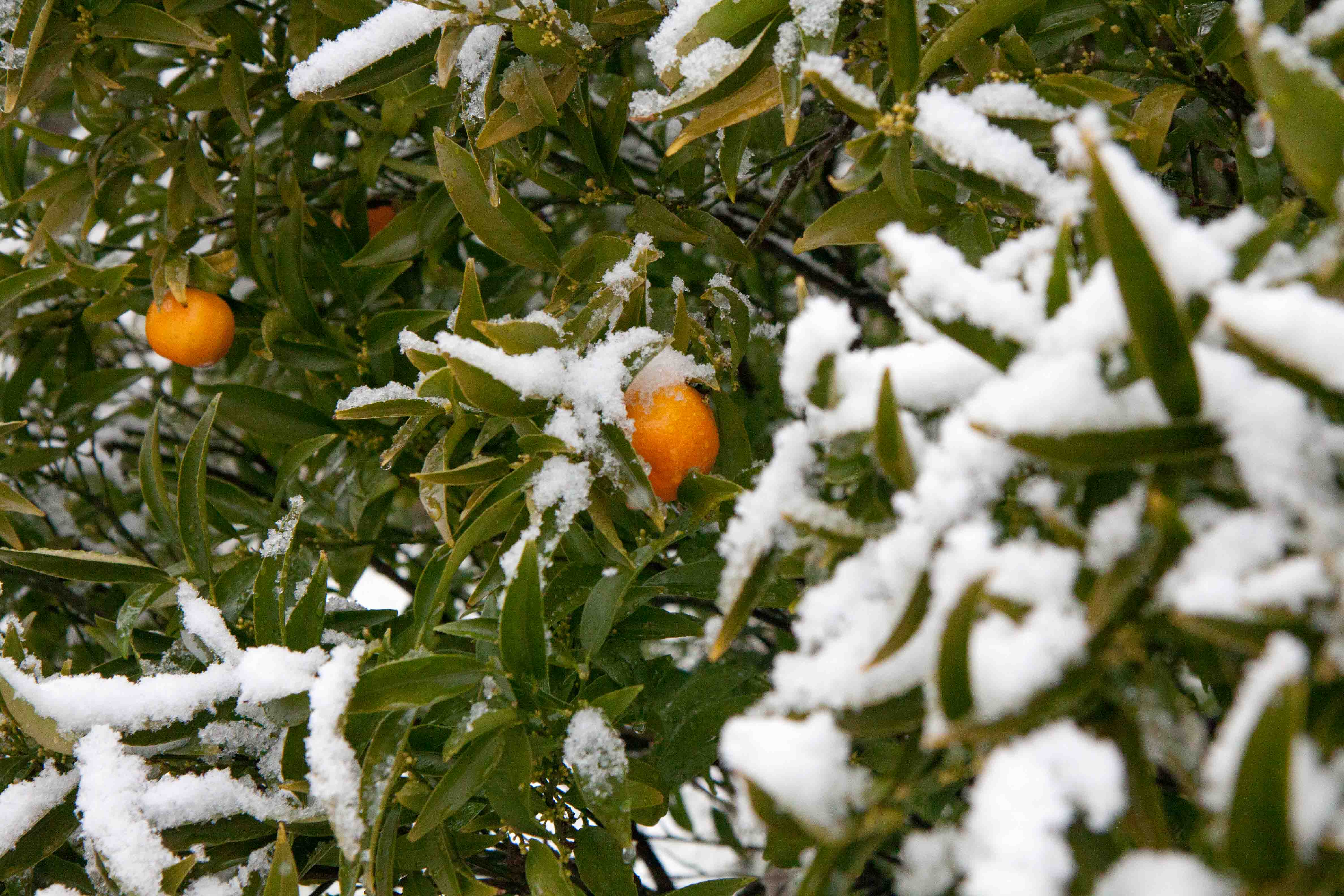 snow-in-Cap-d'Antibes