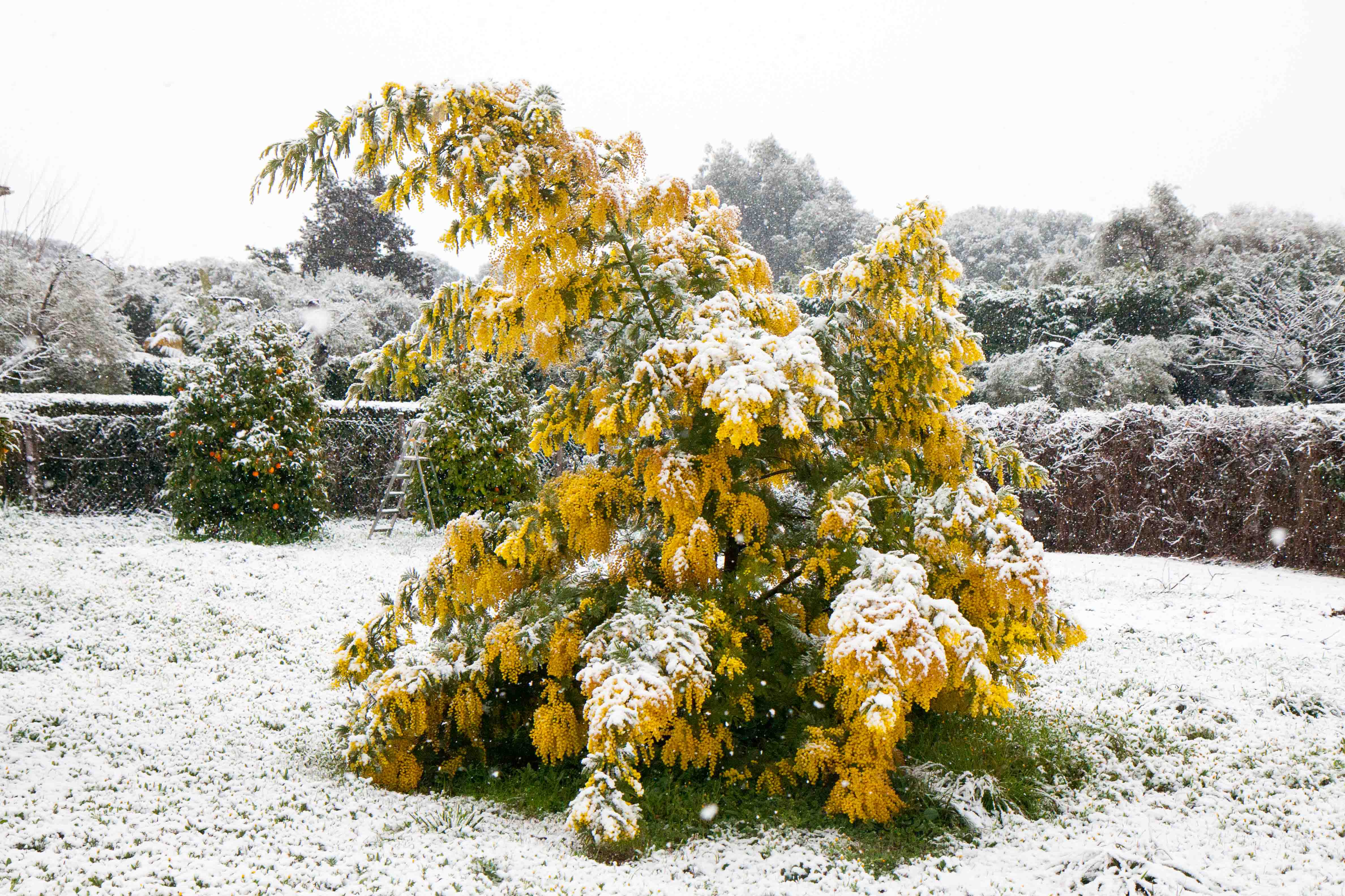 snow-in-Cap-d'Antibes