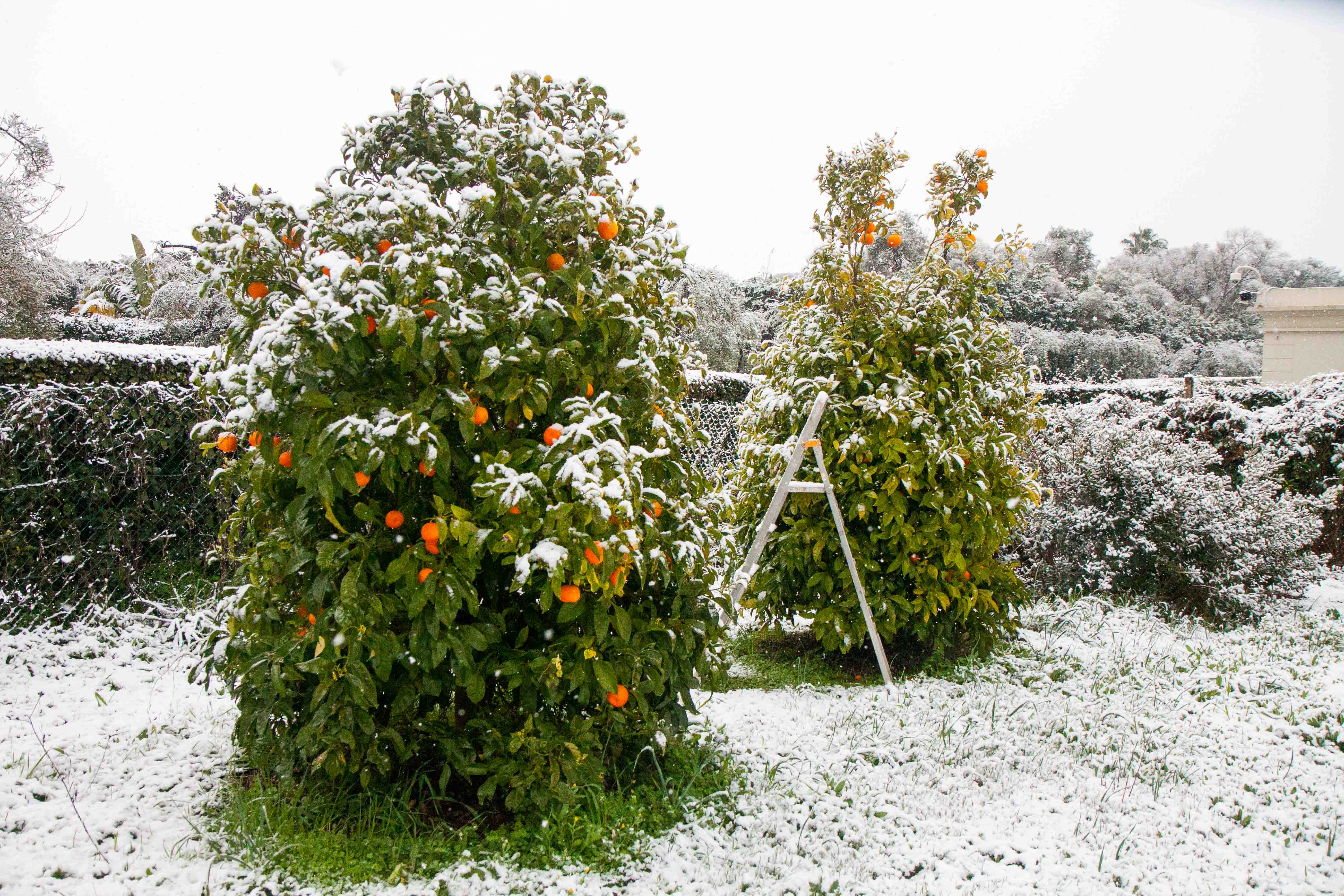 snow-in-Cap-d'Antibes