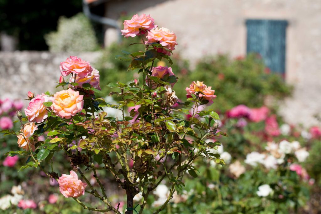 flower festival