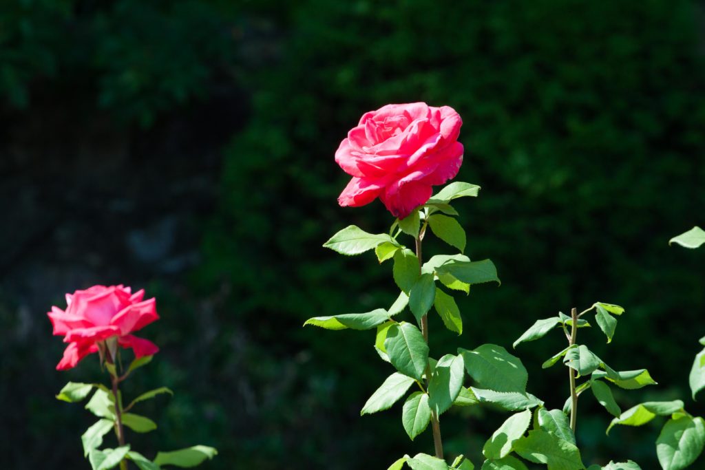 flower festival