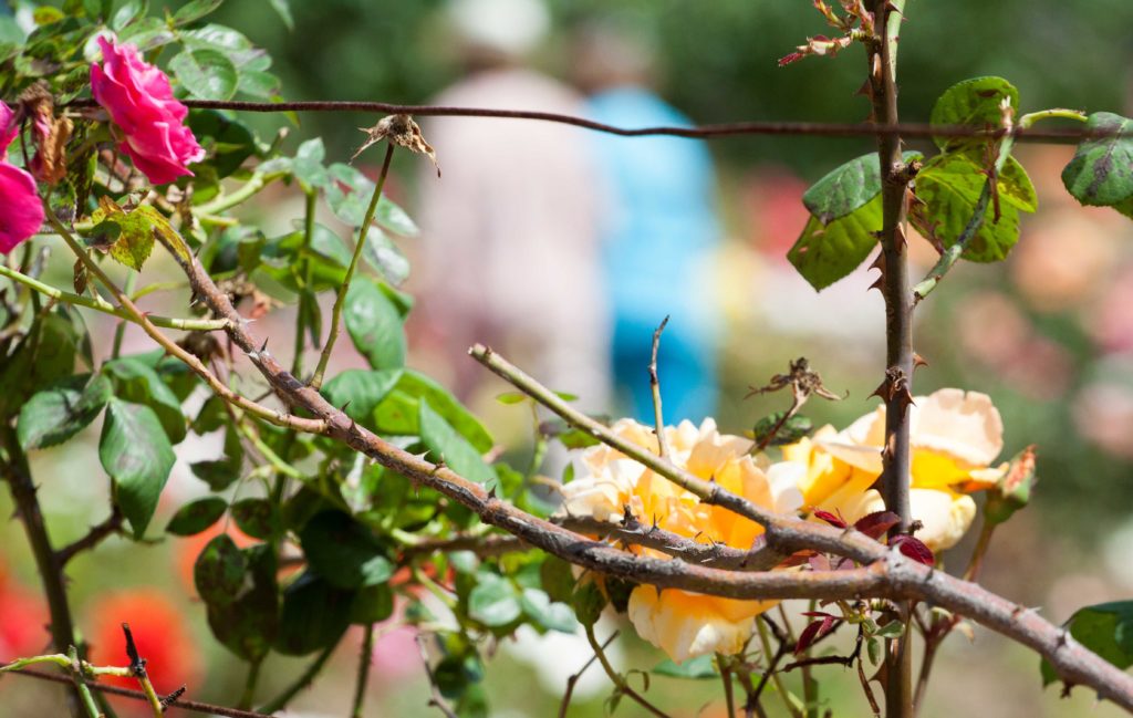 flower festival