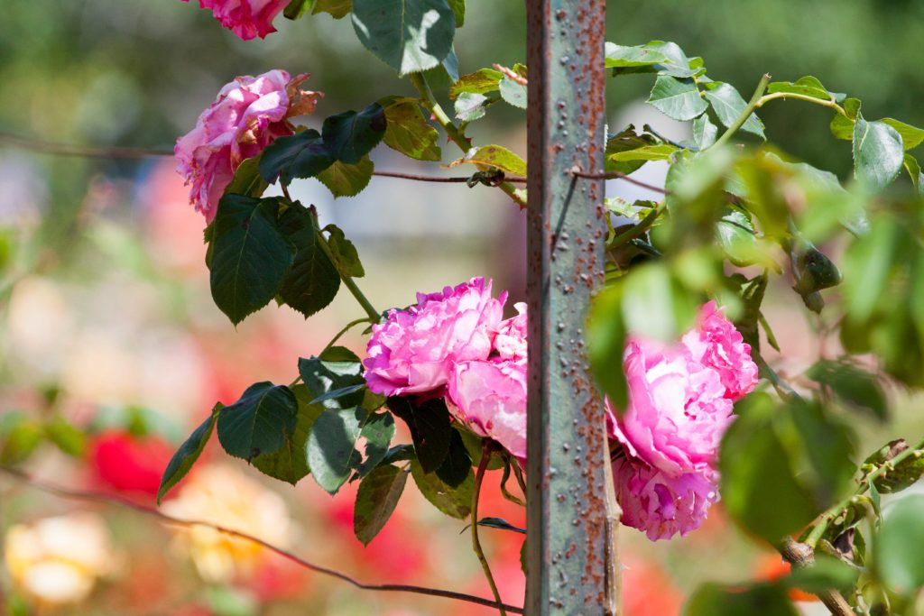 flower festival