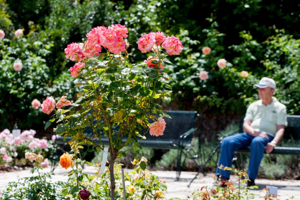 flower festival