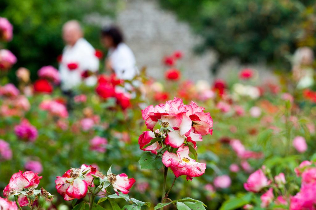 flower festival