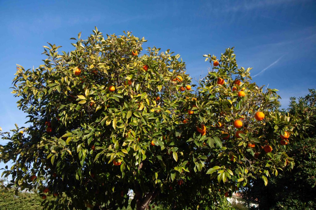 Orange tree Cap d'Antibes