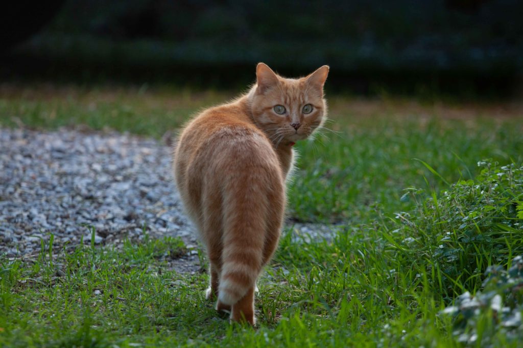 Cap d'Antibes Cat