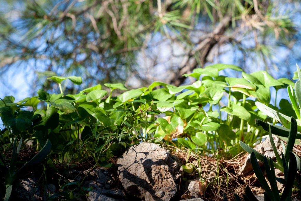 green leaves cap d'Antibes