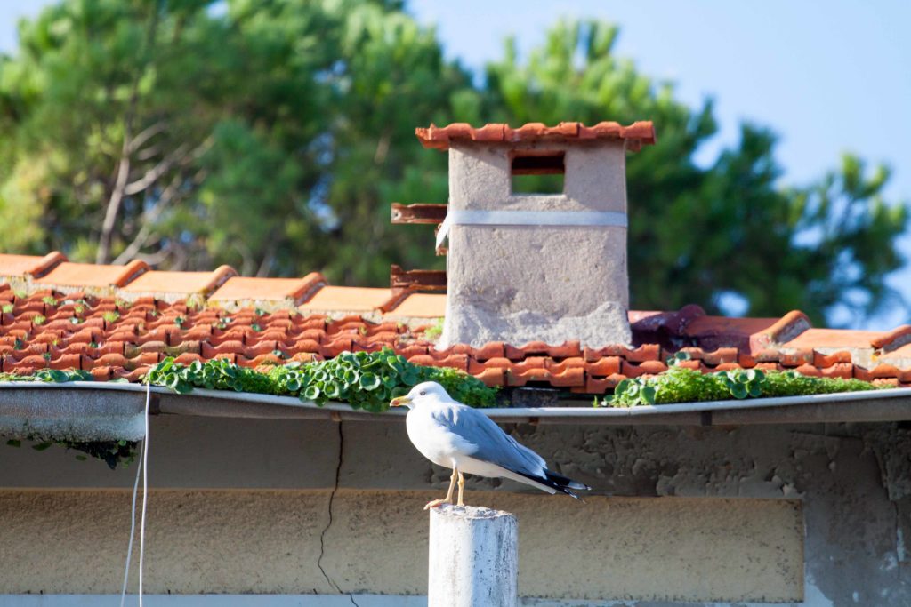 Autumn Cap d'Antibes