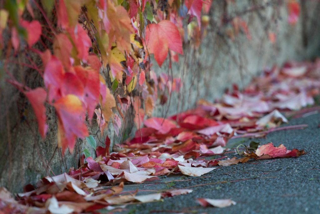 Autumn Cap d'Antibes