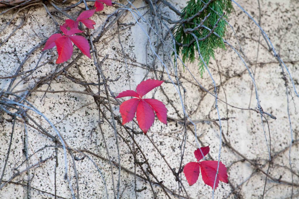 Autumn Leaves