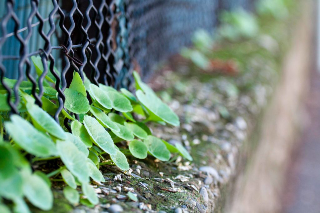 Green Leaves