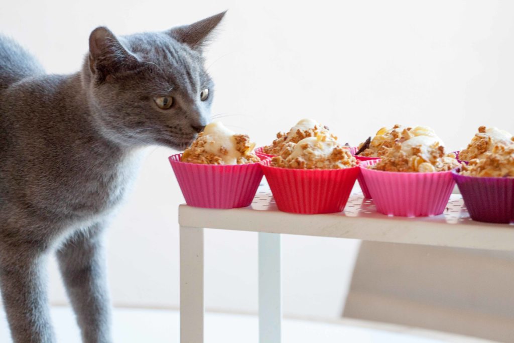 Cat and Cup Cakes