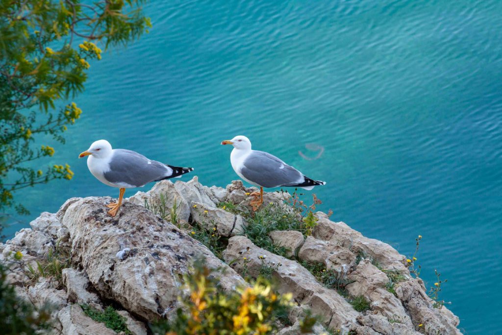Seagulls Cap d'Antibes