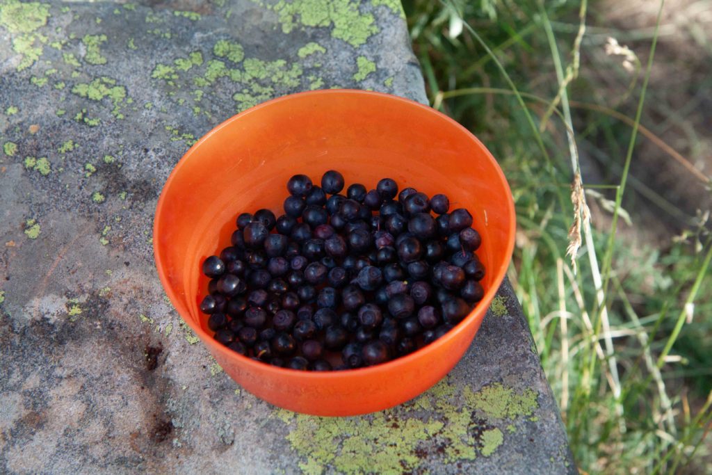 Blueberries, Lac d'Allos, Mercantour