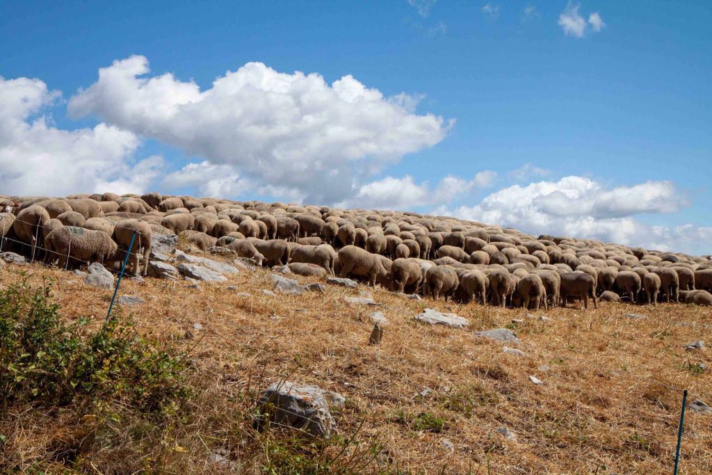 Sheep, Mercantour