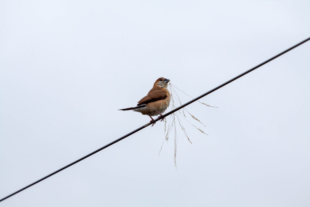 Bird on a wire, Cap d'Antibes