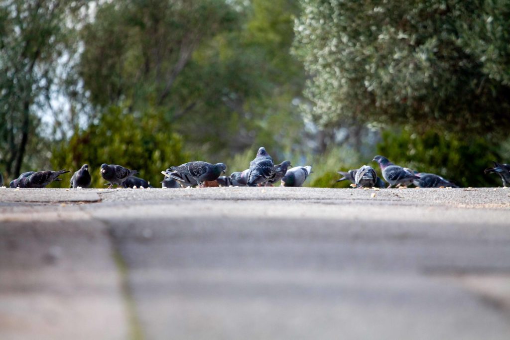 Pigeons Cap d'Antibes