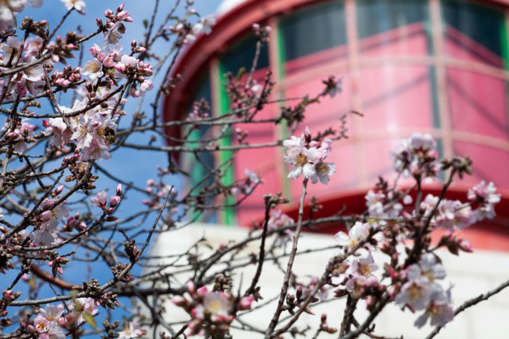 Cherry Blossom Bee and Lighthouse Cap d'Antibes