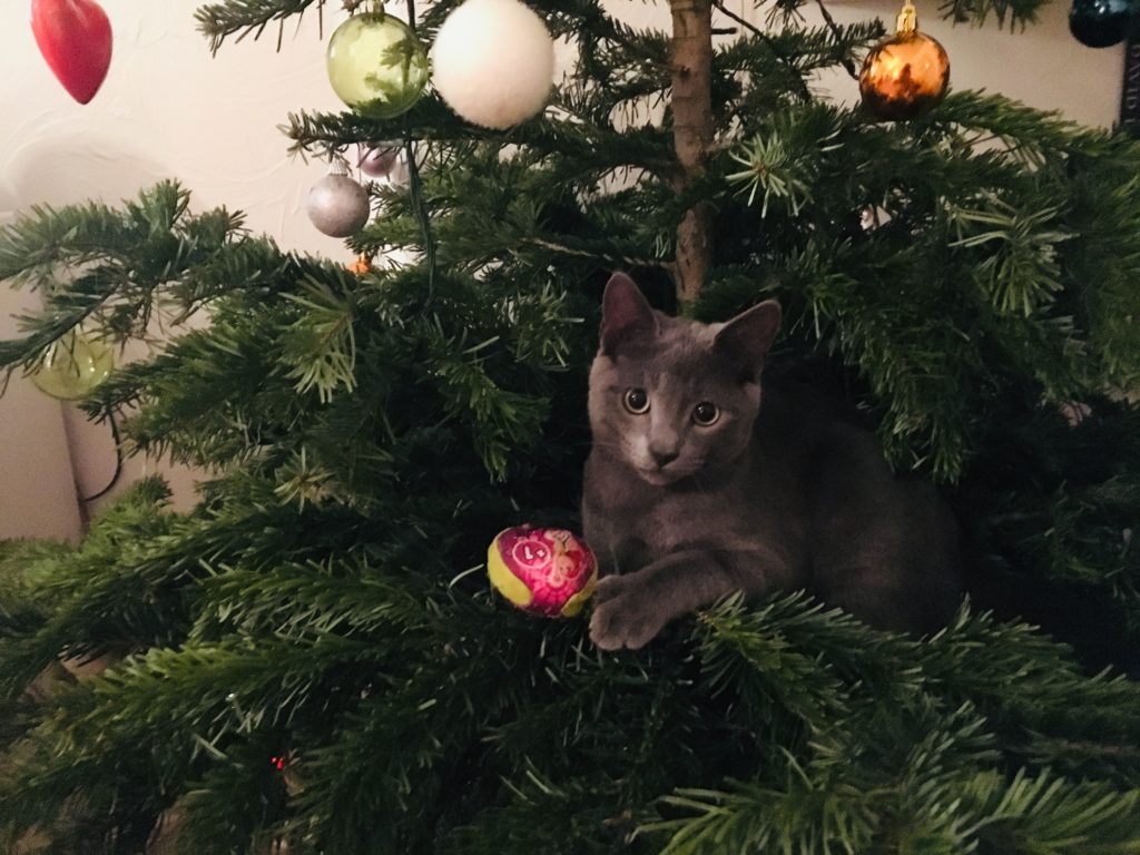 Cat in a Christmas tree