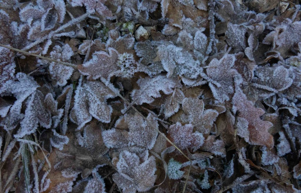 frozen leaves